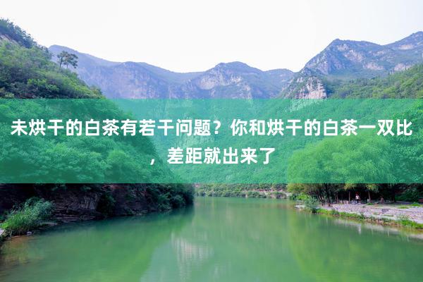 未烘干的白茶有若干问题？你和烘干的白茶一双比，差距就出来了